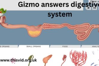 How to set up the digestive system gizmo answer