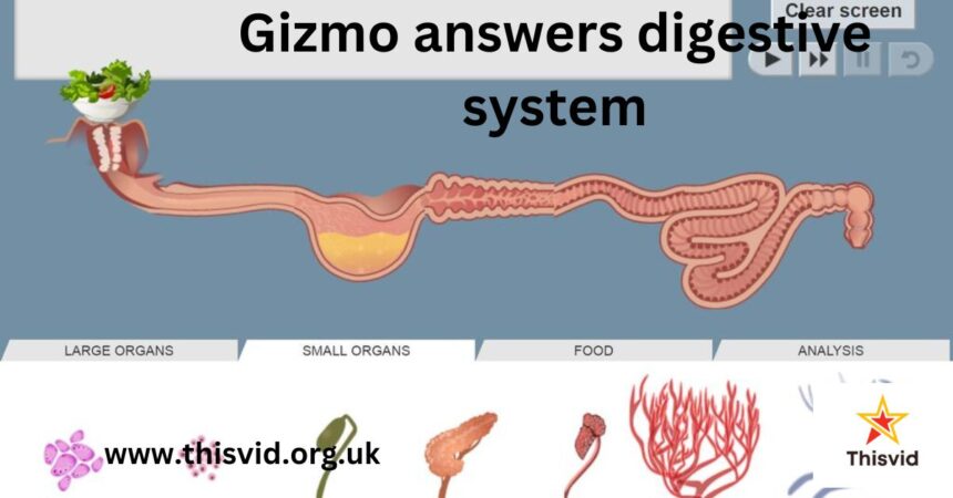 How to set up the digestive system gizmo answer