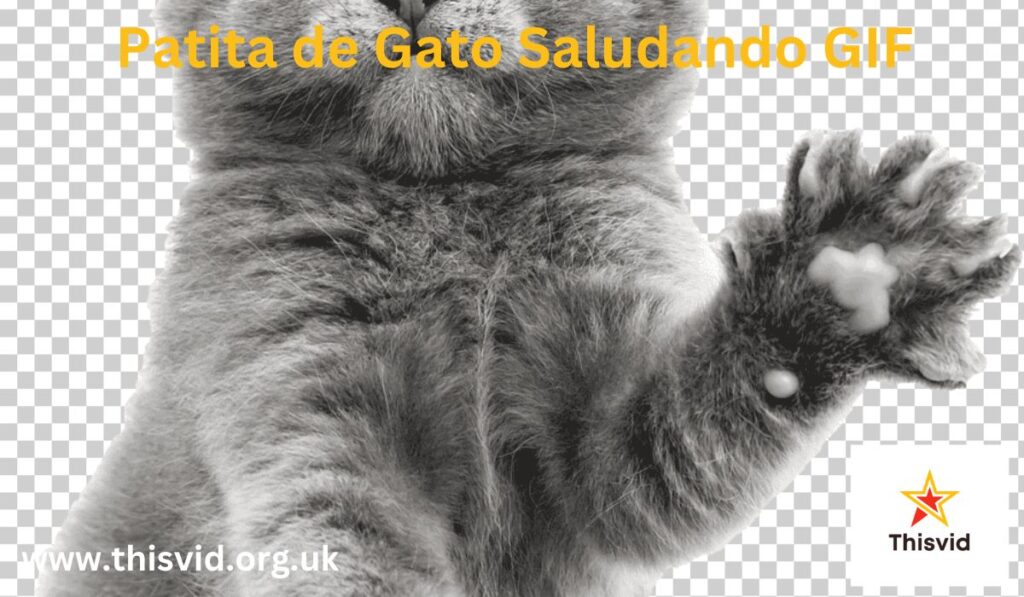 The Growing Popularity of “Patita de Gato Saludando GIF”