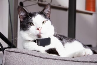 Keeping Your Pet Safe Evaluating the Reliability of Pet Tracking Devices