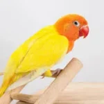 Wholesale Bird and Cage Products in St. Charles A Guide for Pet Retailers and Enthusiasts