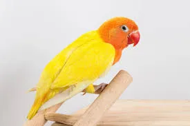 Wholesale Bird and Cage Products in St. Charles A Guide for Pet Retailers and Enthusiasts